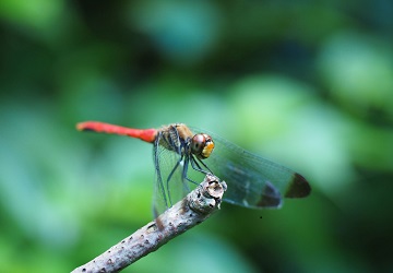 morinoikimono1210904