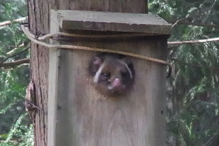 musasabisubako190803