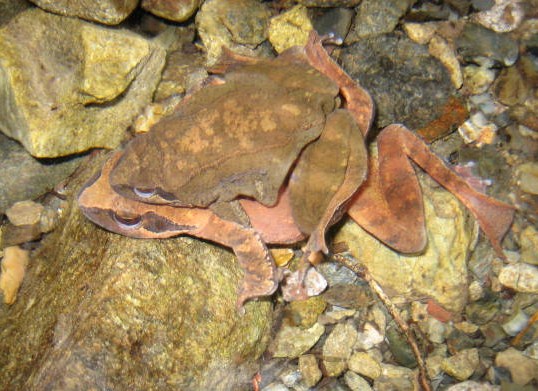 ナガレタゴ抱接